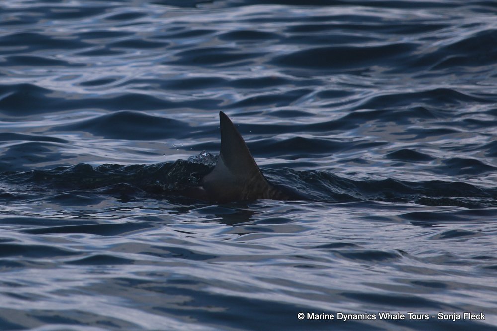 bronze whaler shark, whale watching, gansbaai, south africa