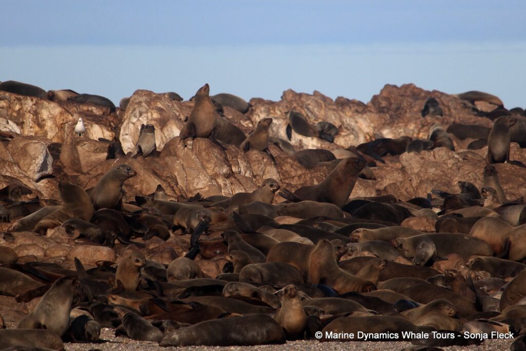 cape fur seal, whale watching, gansbaai, south africa