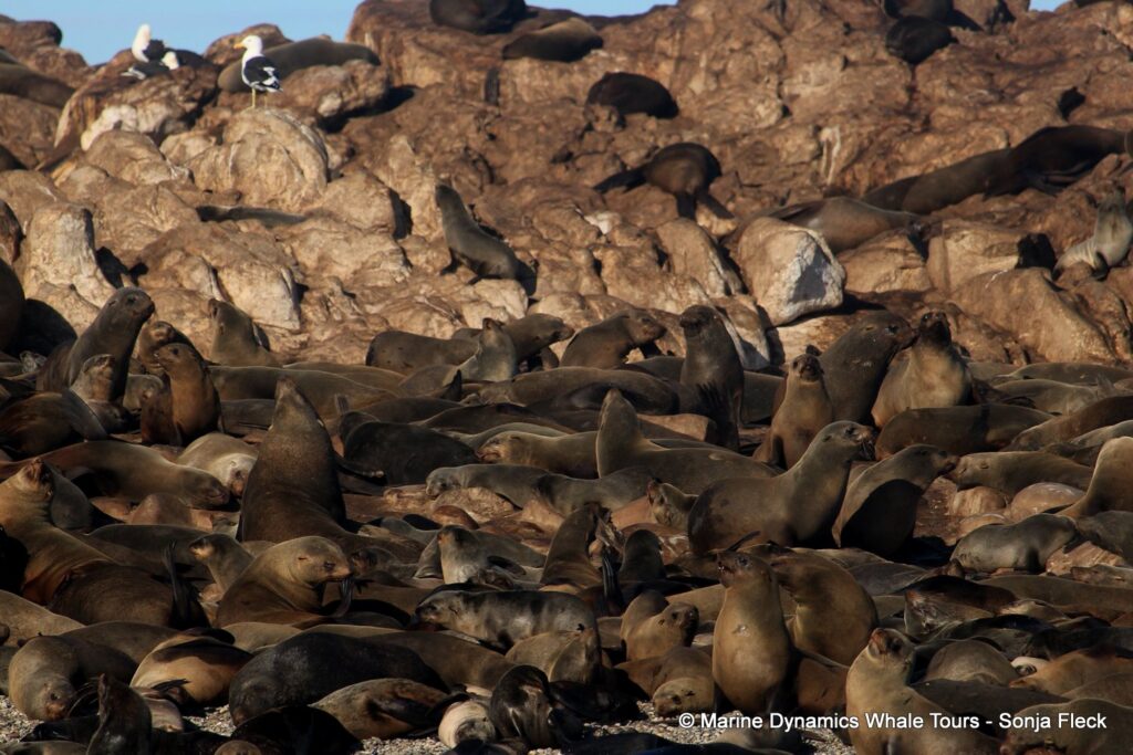 cape fur seal, whale watching, gansbaai, south africa