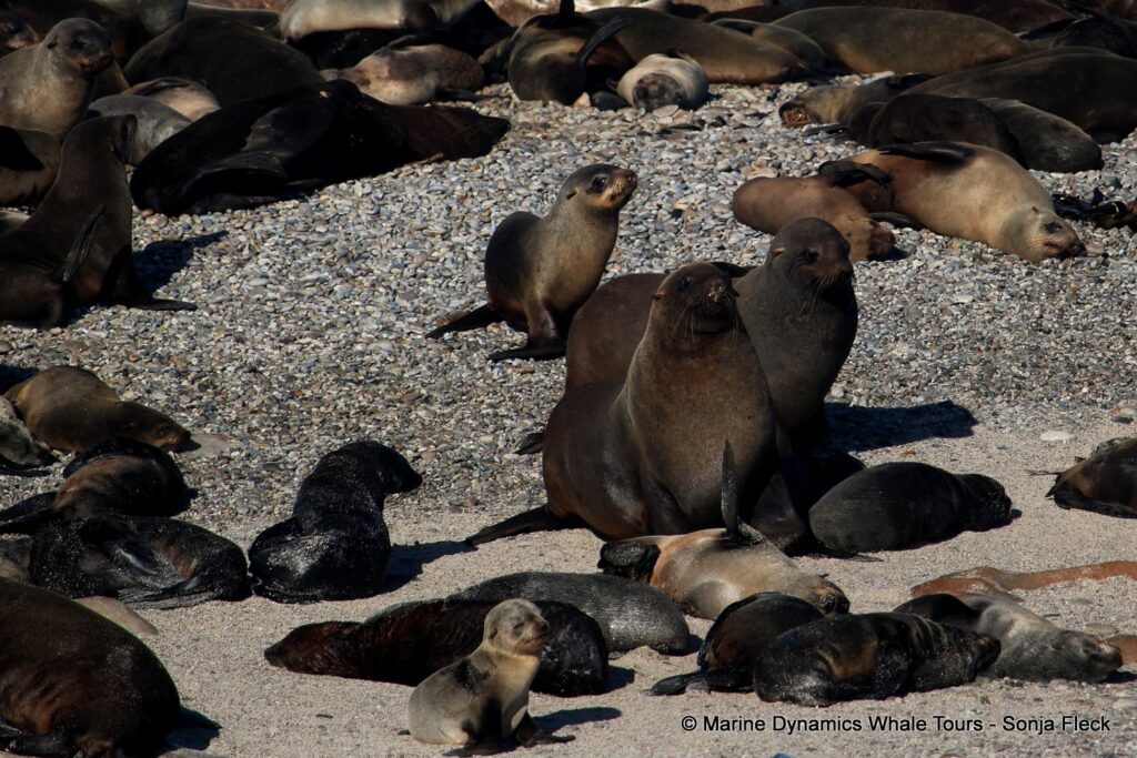 cape fur seal, whale watching, gansbaai, south africa