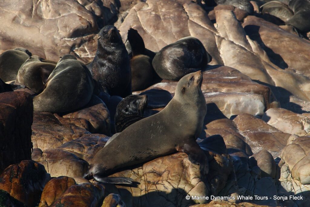 cape fur seal, whale watching, gansbaai, south africa