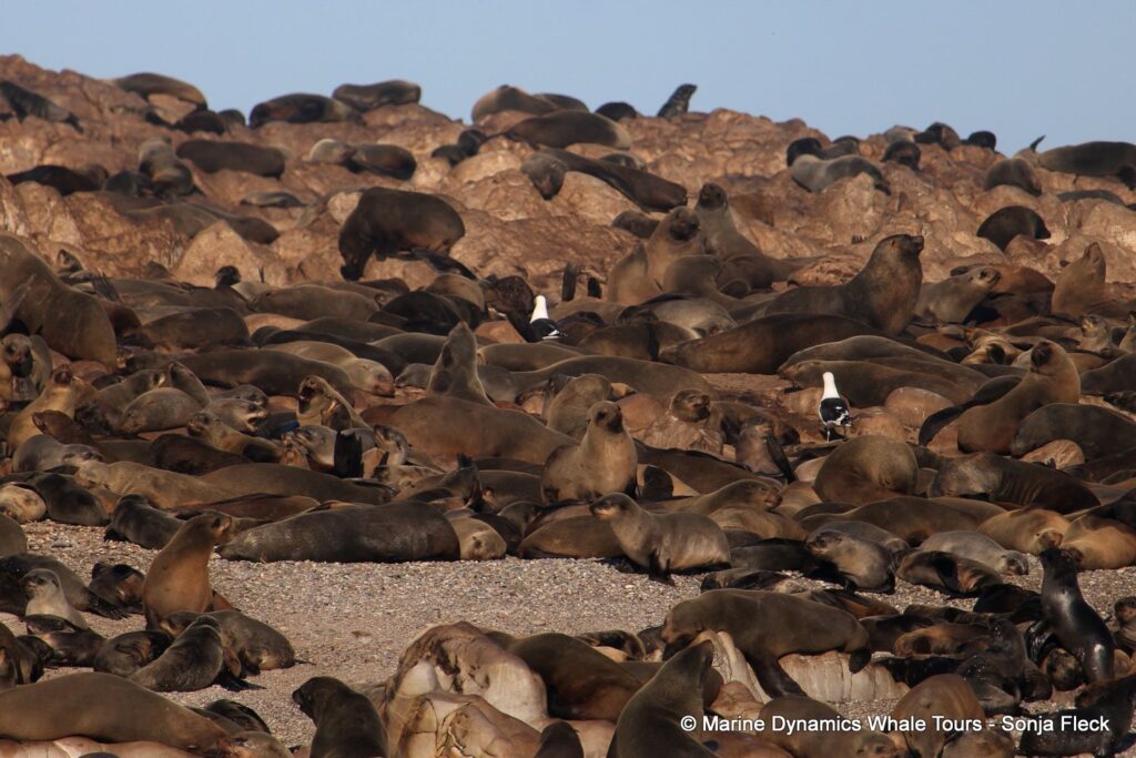 cape fur seal, whale watching, gansbaai, south africa
