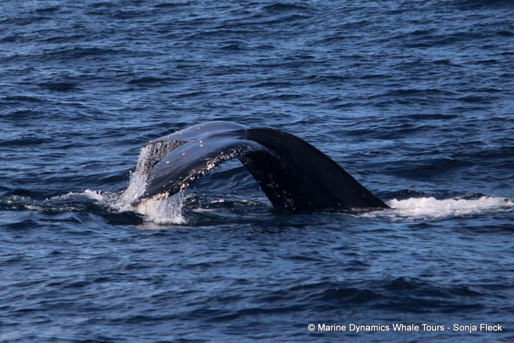 humpback whale, whale watching, gansbaai, south africa