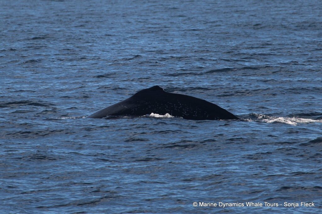 humpback whale, whale watching, gansbaai, south africa