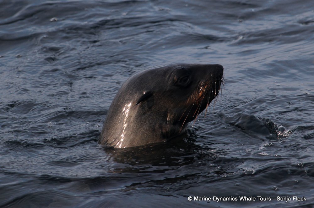 cape fur seal, whale watching, gansbaai, south africa