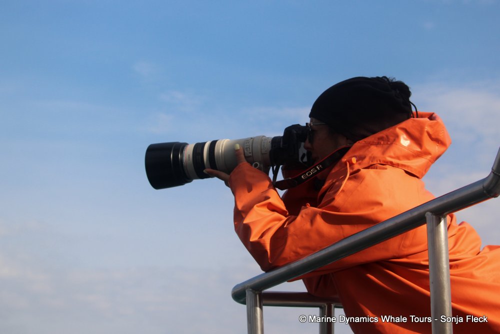 whale watching, gansbaai, south africa