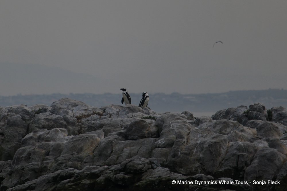 african penguin, whale watching, gansbaai, south africa