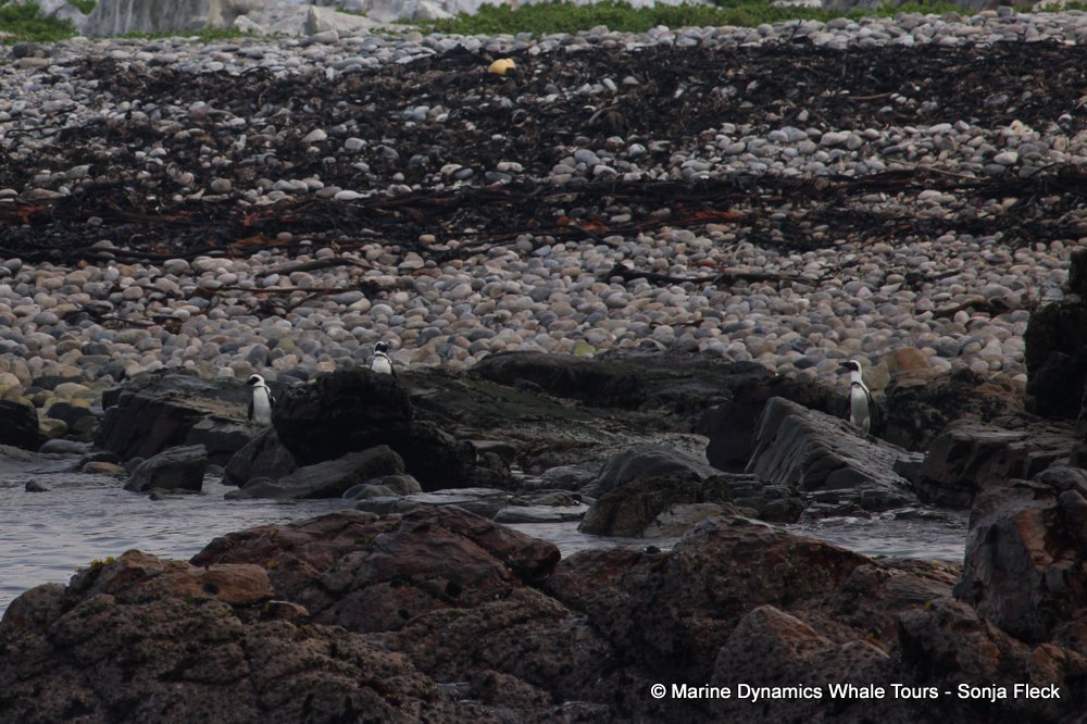 african penguin, whale watching, gansbaai, south africa
