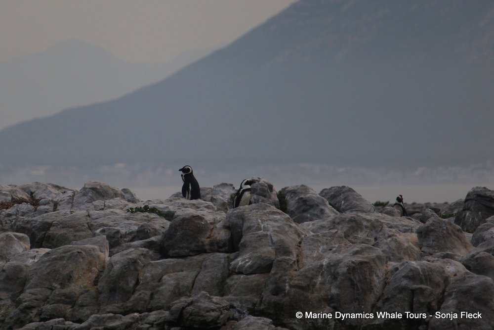 african penguin, whale watching, gansbaai, south africa