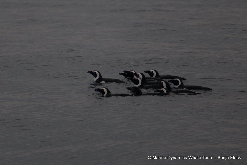 african penguin, whale watching, gansbaai, south africa