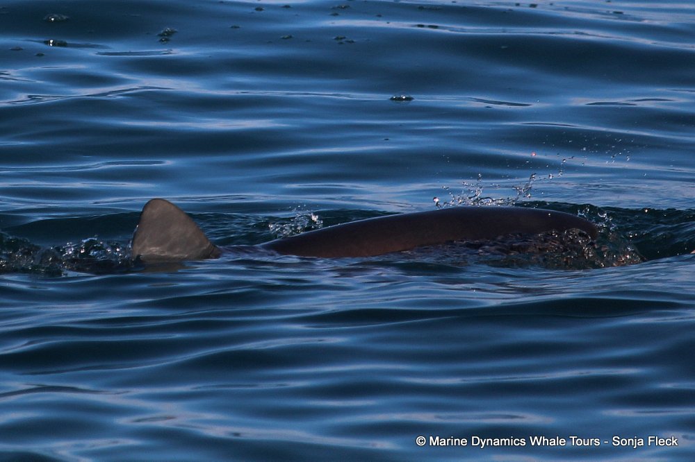 bronze whaler shark, whale watching, gansbaai, south africa,