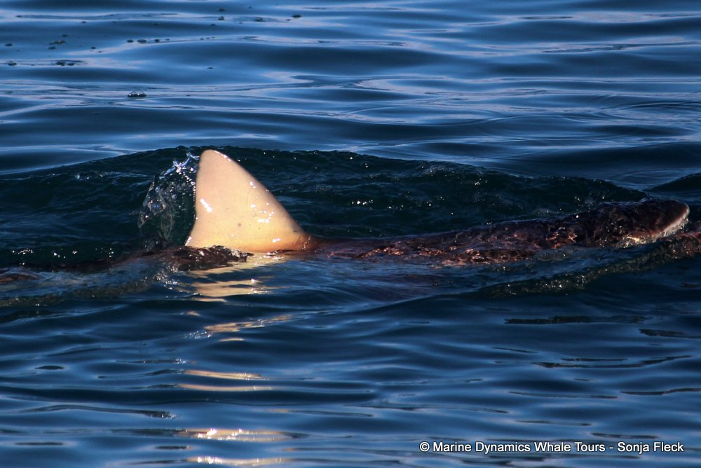 bronze whaler shark, whale watching, gansbaai, south africa,