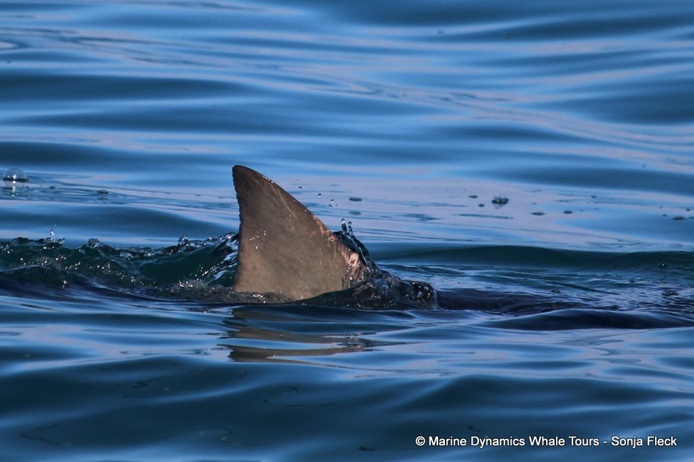 bronze whaler shark, whale watching, gansbaai, south africa,