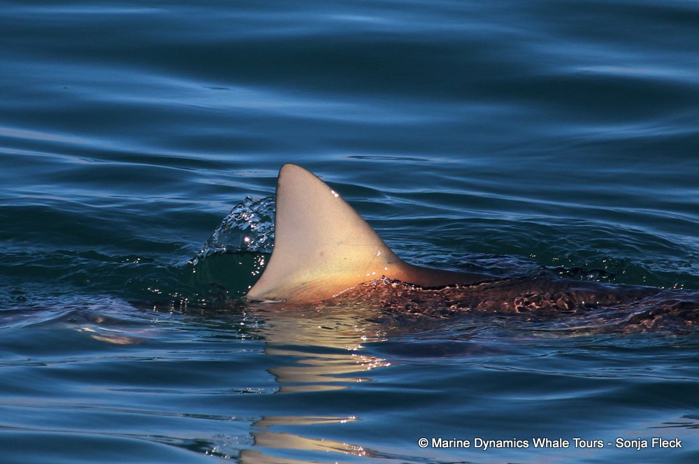 bronze whaler shark, whale watching, gansbaai, south africa,