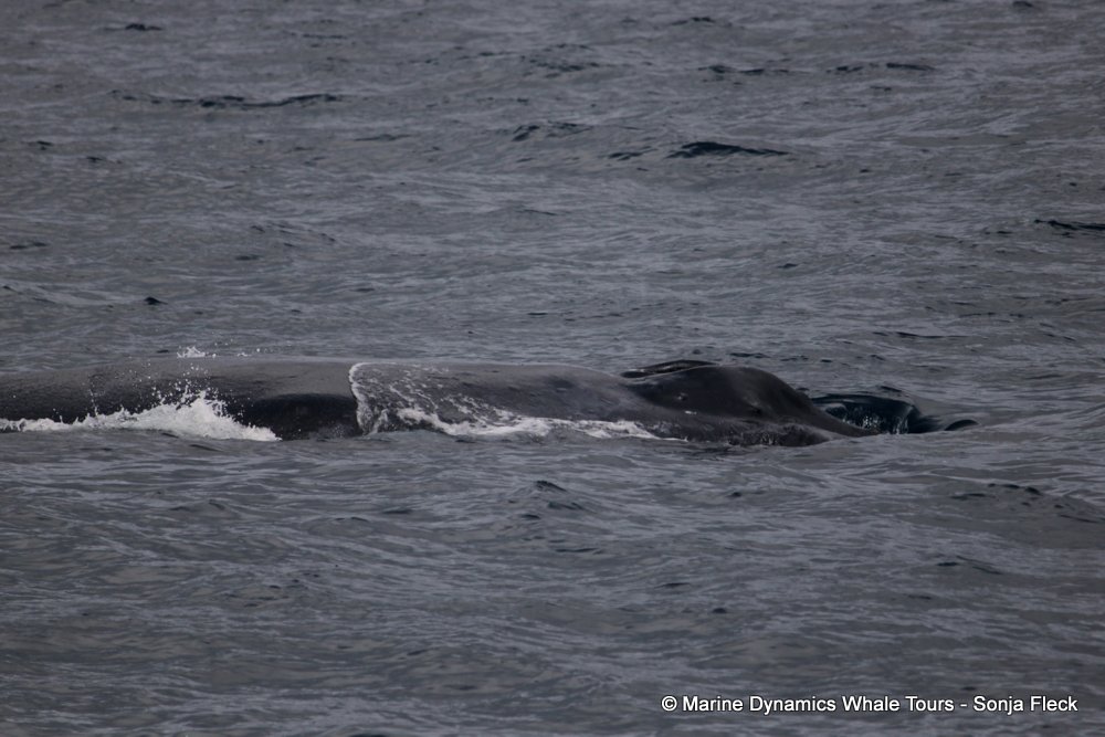 humpback whale, whale watching, gansbaai, south africa
