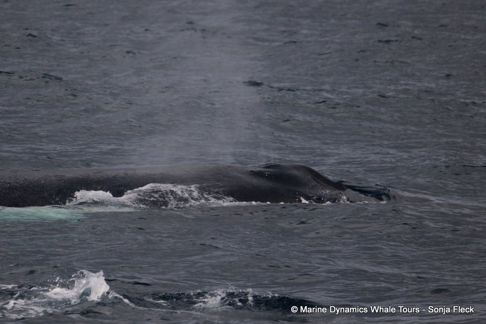 humpback whale, whale watching, gansbaai, south africa