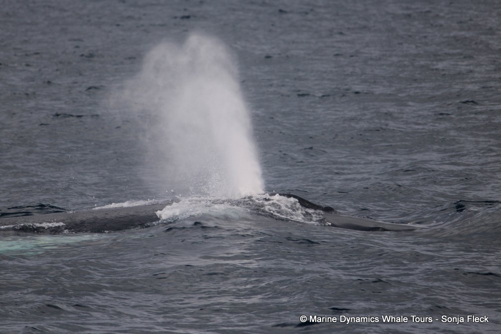 humpback whale, whale watching, gansbaai, south africa