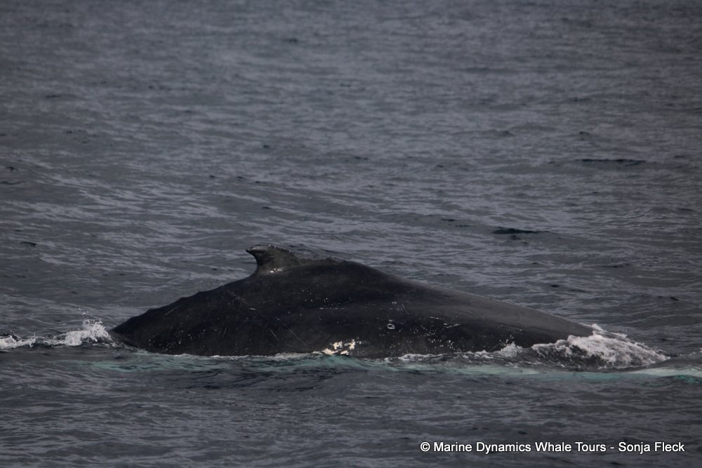 humpback whale, whale watching, gansbaai, south africa