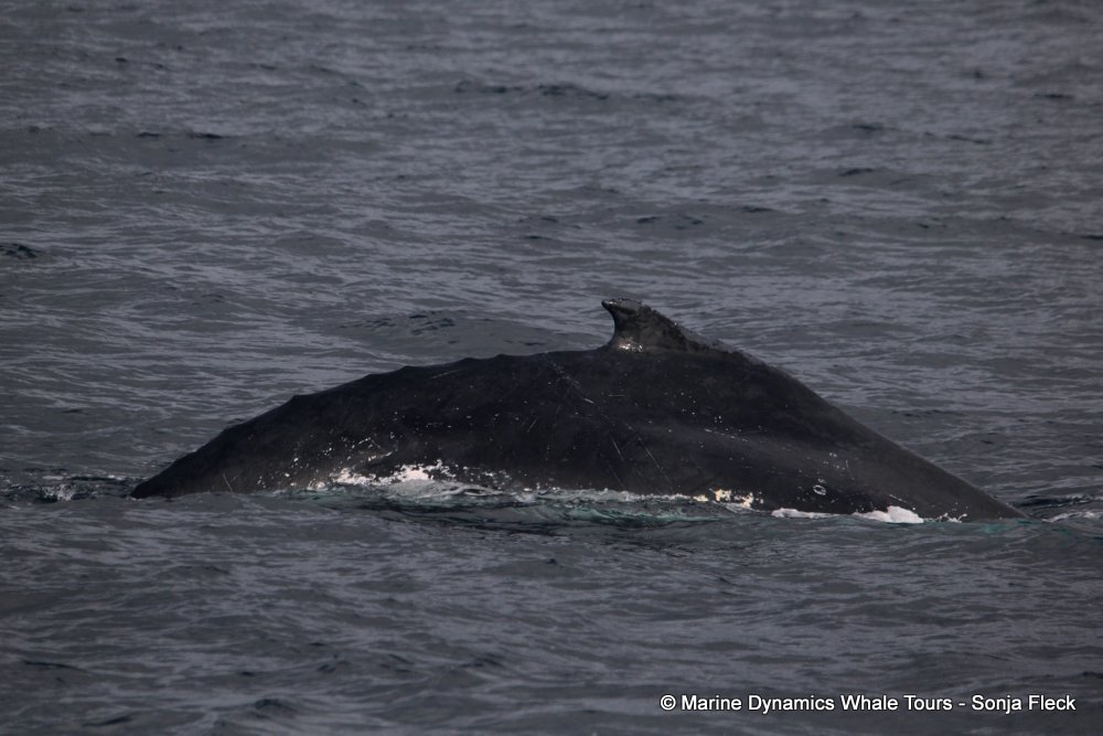 humpback whale, whale watching, gansbaai, south africa