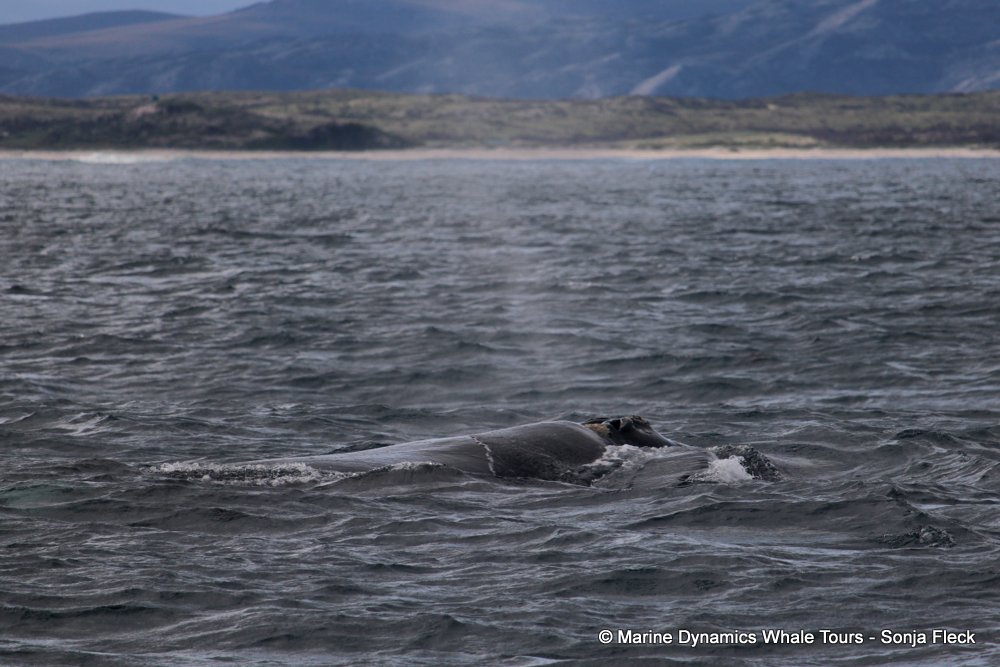Southern right whale, whale watching, gansbaai, south africa,