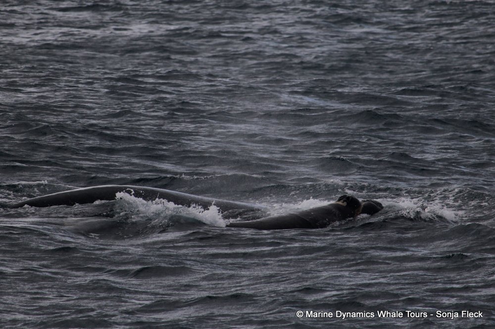 Southern right whale, whale watching, gansbaai, south africa,