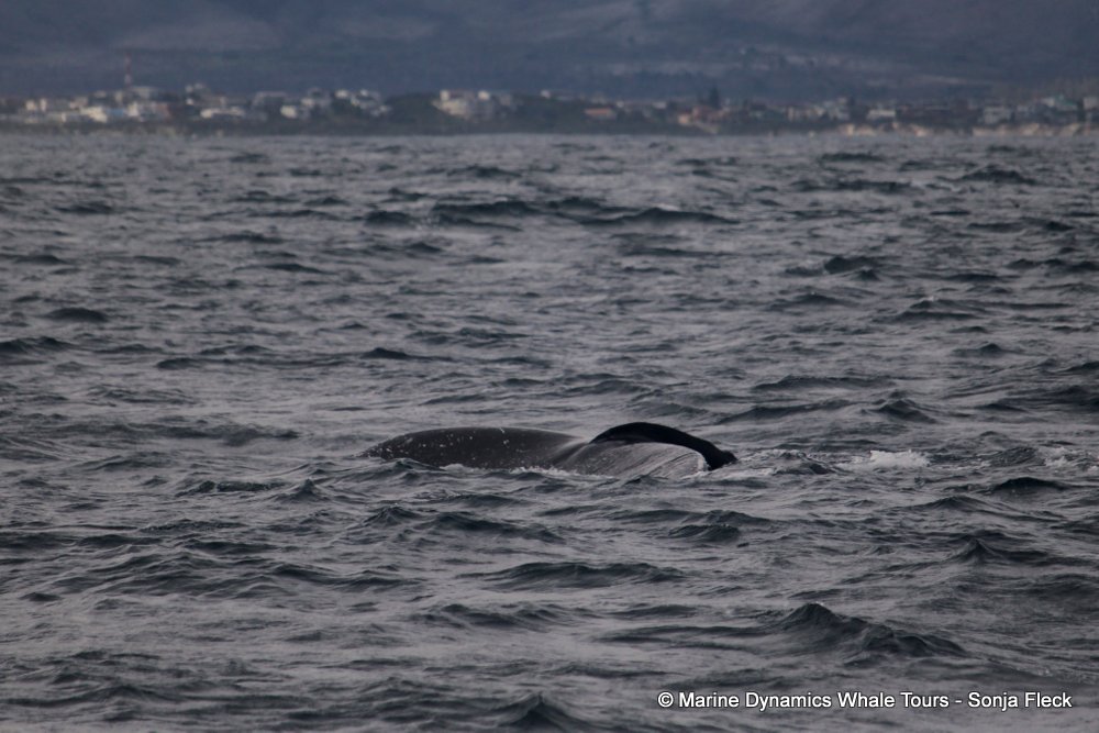 humpback whale, whale watching, gansbaai, south africa