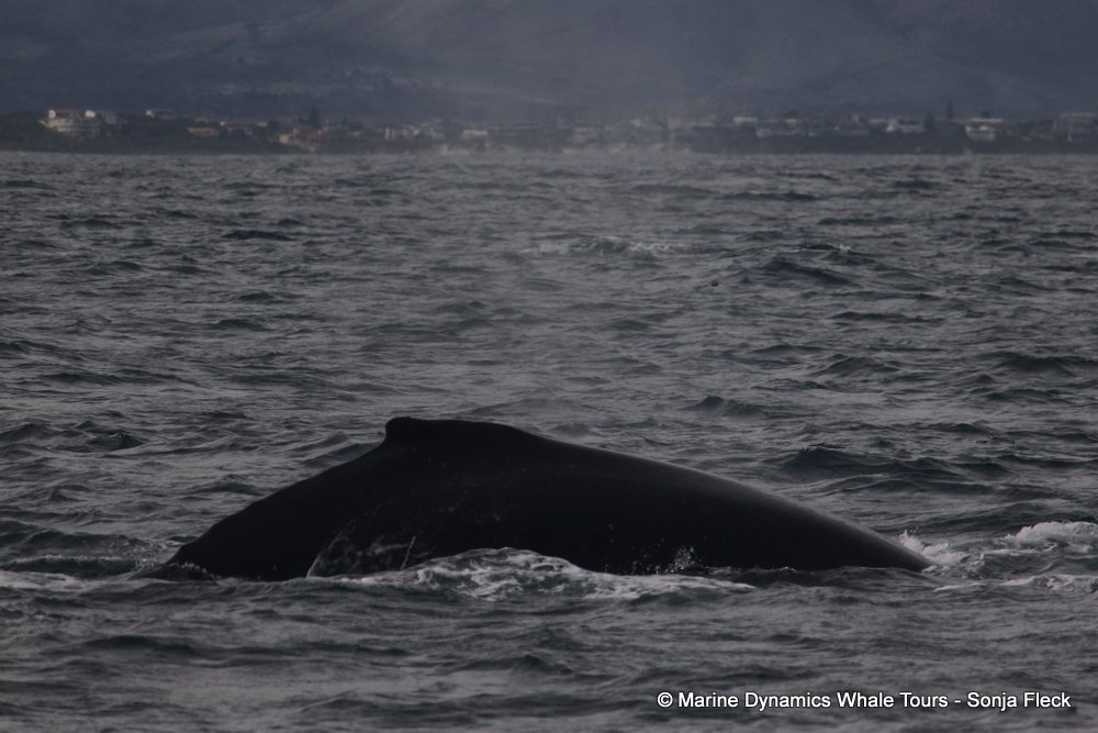 humpback whale, whale watching, gansbaai, south africa