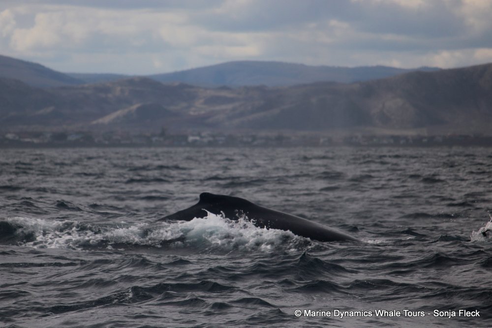 Marine Big 5 Daily Blog 01 July
