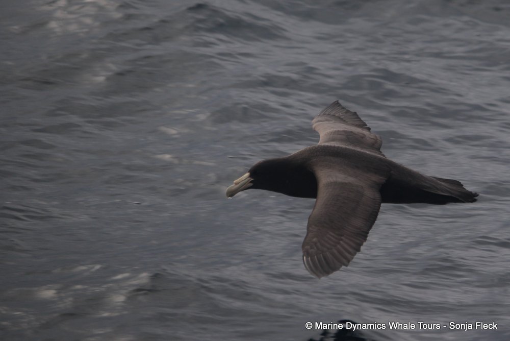 Giant Petrel, whale watching, gansbaai, south africa,