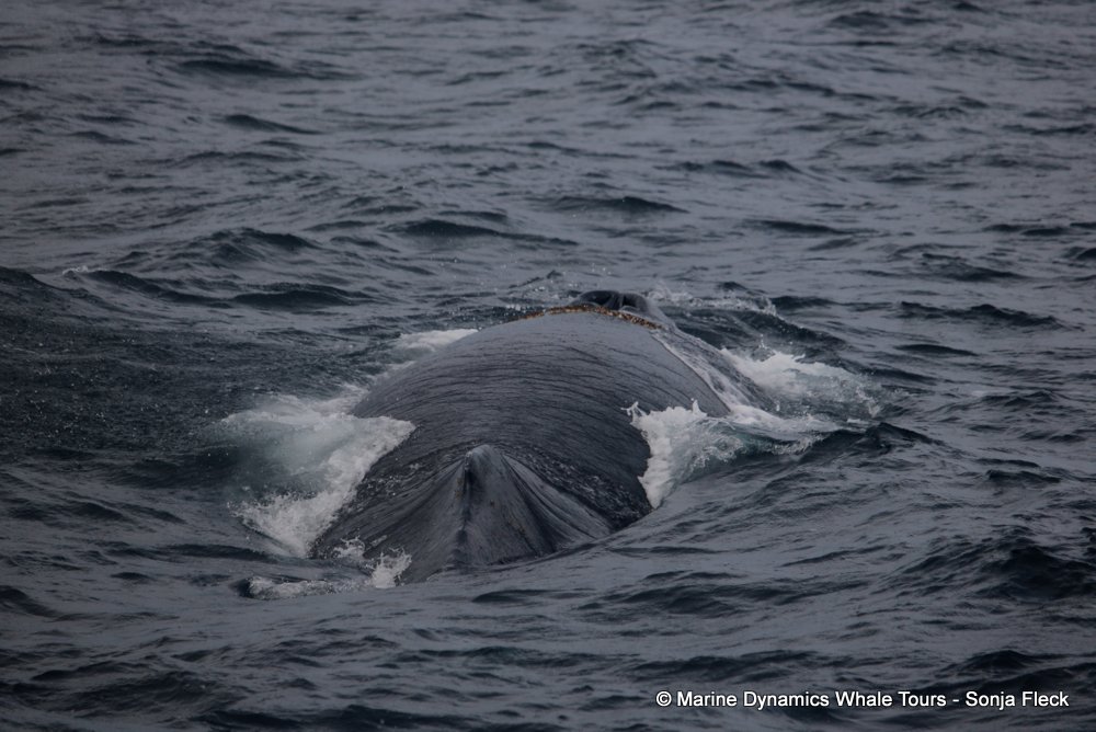 humpback whale, whale watching, gansbaai, south africa
