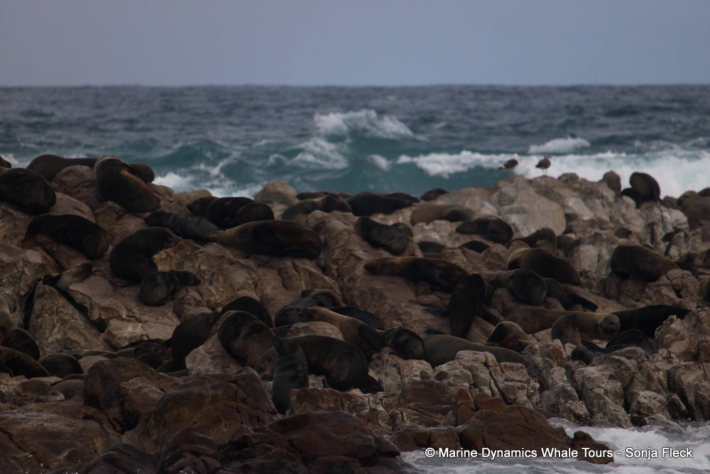 cape fur seal, whale watching, gansbaai, south africa