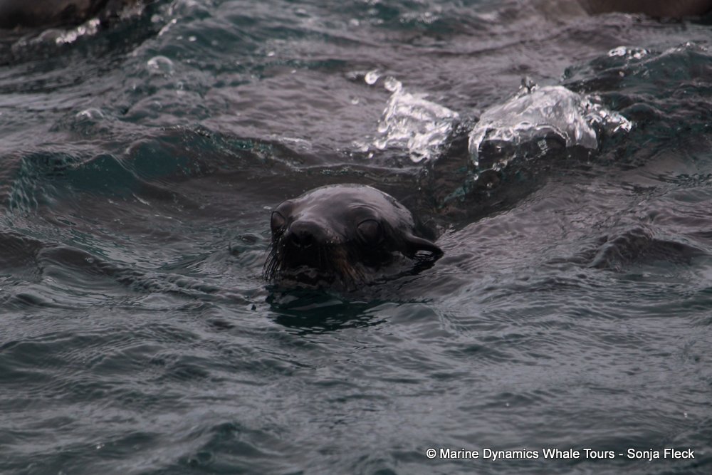 cape fur seal, whale watching, gansbaai, south africa
