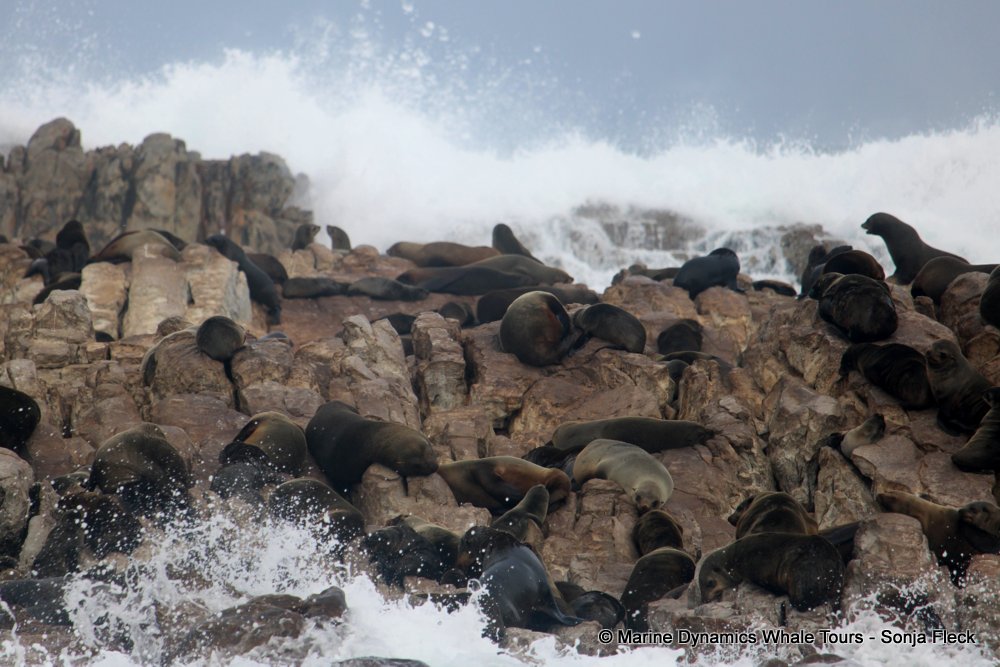 cape fur seal, whale watching, gansbaai, south africa