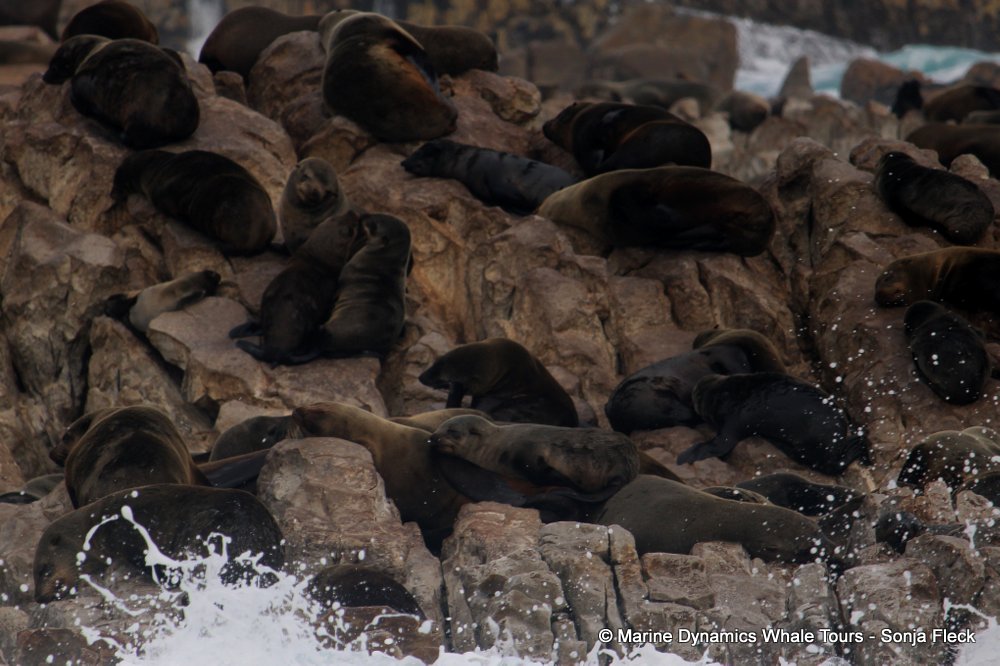 cape fur seal, whale watching, gansbaai, south africa