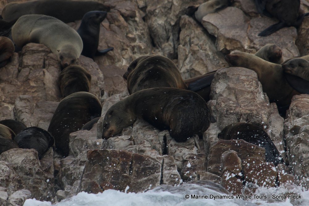 cape fur seal, whale watching, gansbaai, south africa