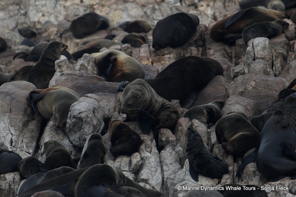 cape fur seal, whale watching, gansbaai, south africa