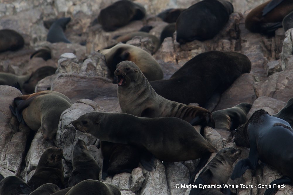 cape fur seal, whale watching, gansbaai, south africa