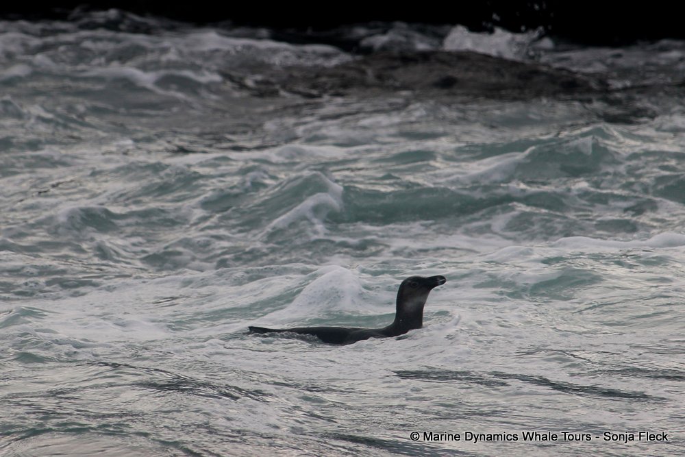 african penguin, whale watching, gansbaai, south africa