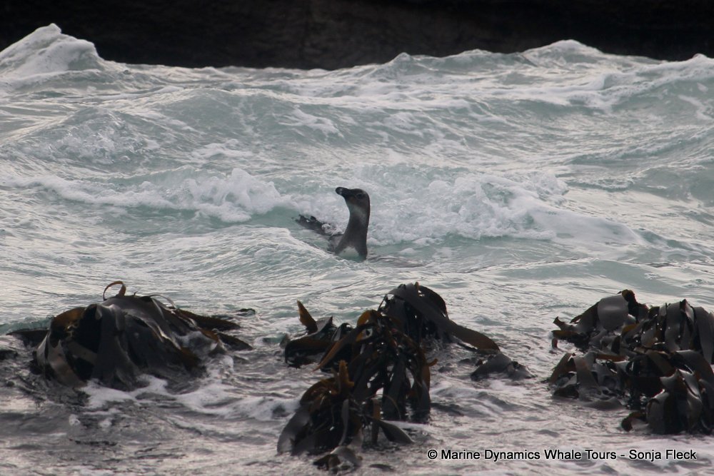 african penguin, whale watching, gansbaai, south africa