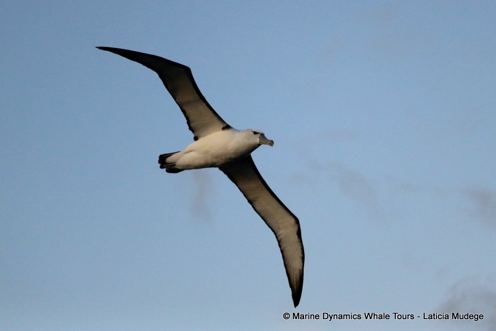 shy albatross, whale watching, gansbaai, south africa
