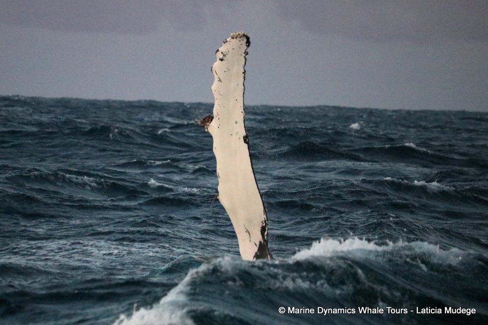 humpback whale, whale watching, gansbaai, south africa