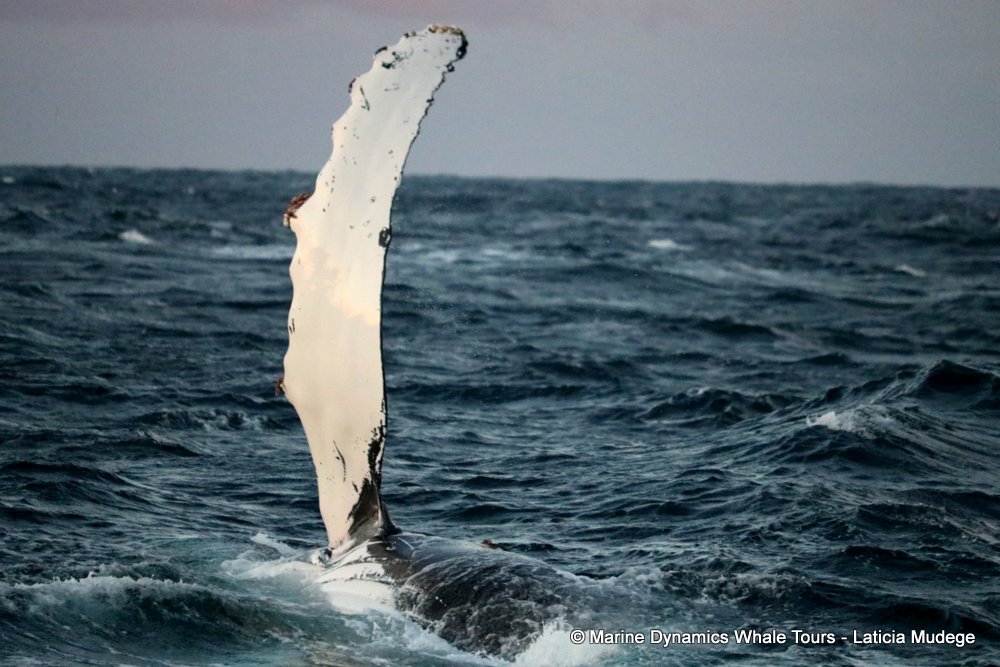 Marine Big 5 Daily Blog 02 July