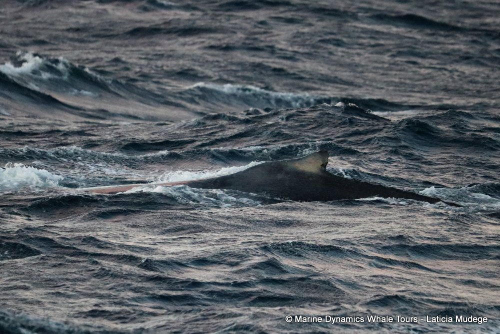 humpback whale, whale watching, gansbaai, south africa