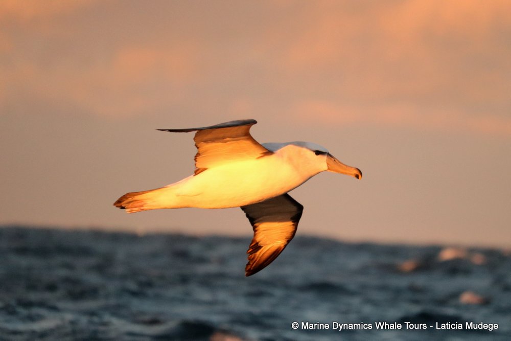 shy albatross, whale watching, gansbaai, south africa