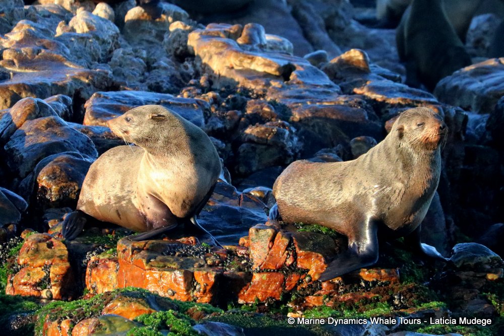 cape fur seal, whale watching, gansbaai, south africa