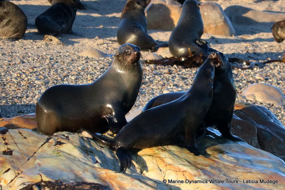 cape fur seal, whale watching, gansbaai, south africa