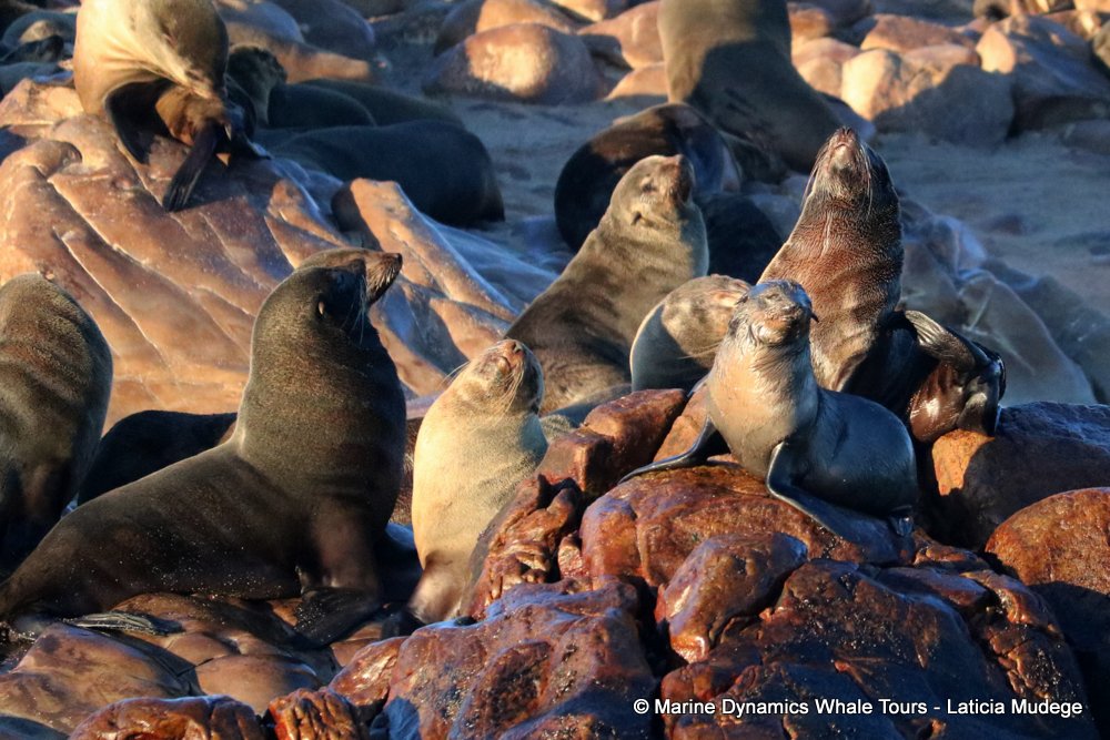 cape fur seal, whale watching, gansbaai, south africa