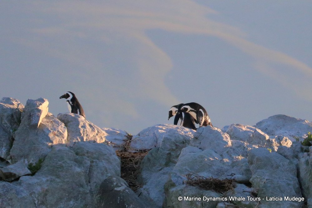 african penguin, whale watching, gansbaai, south africa