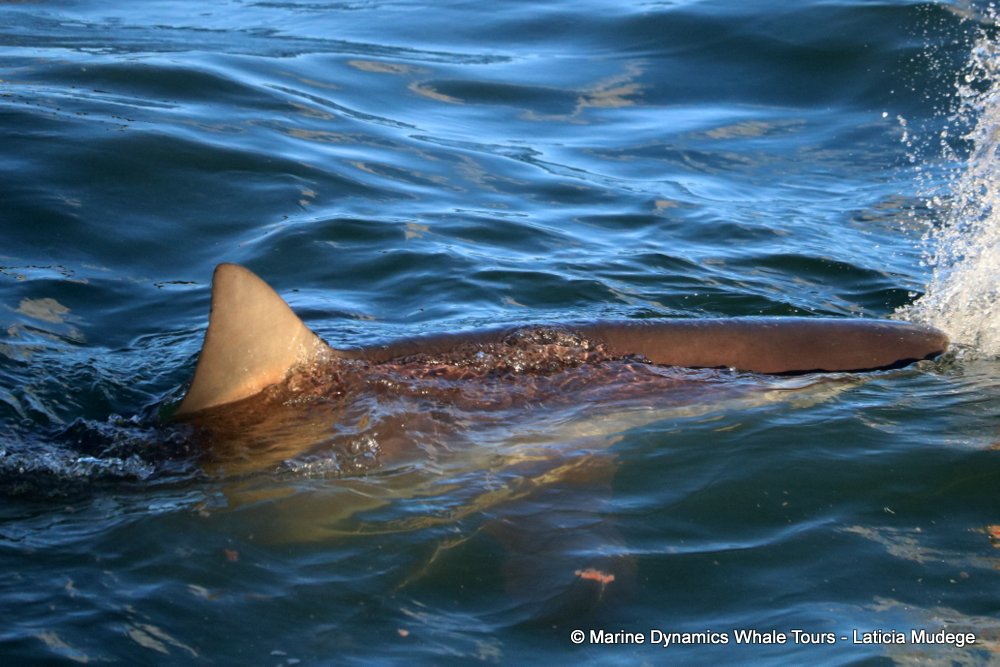 bronze whaler shark, whale watching, gansbaai, south africa,