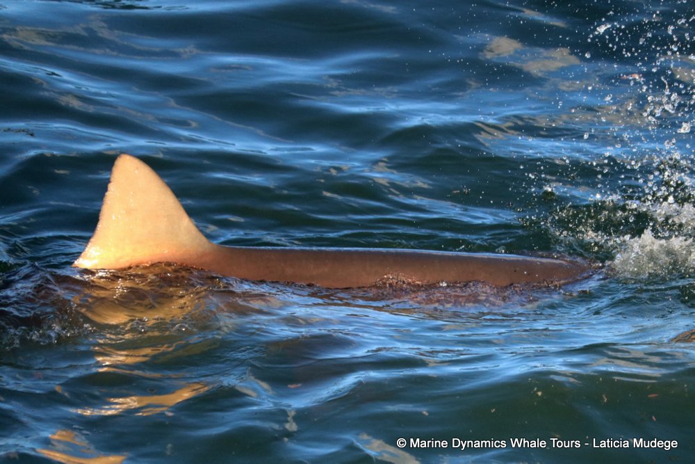 bronze whaler shark, whale watching, gansbaai, south africa,